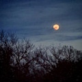Moonrise and Trees